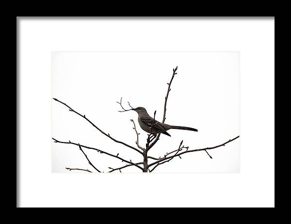 Bird Framed Print featuring the photograph Mockingbird With Twig by Allen Nice-Webb