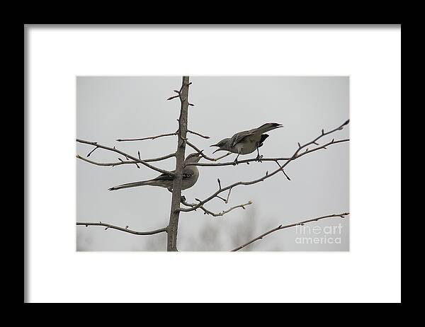 Birds Framed Print featuring the photograph Mockingbirds Talk It Out by Allen Nice-Webb