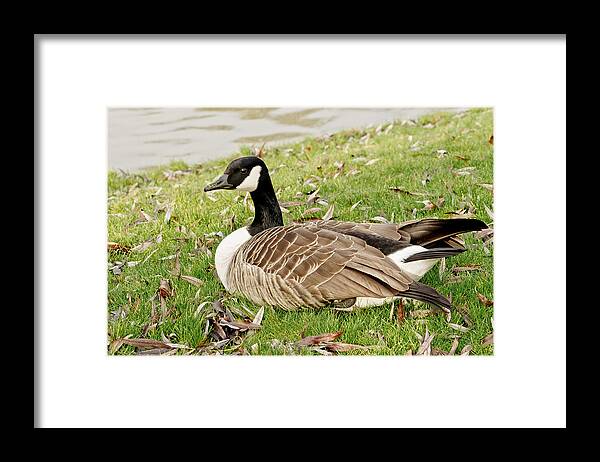 Goose Framed Print featuring the photograph Modest Beauty by Elena Perelman