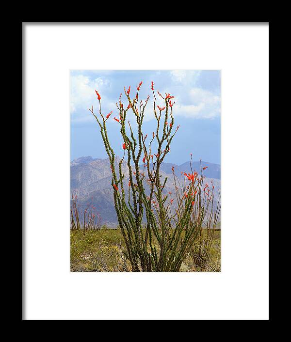 Mohave Ocotillo Framed Print featuring the photograph Mohave Ocotillo by Bonnie Follett