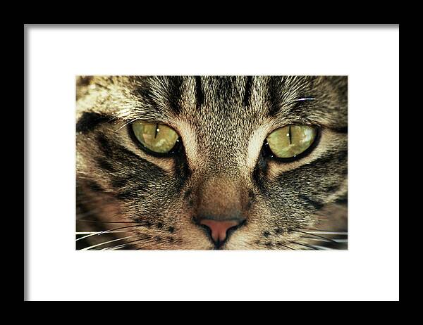Cat Framed Print featuring the photograph Moka by Lucia Vicari