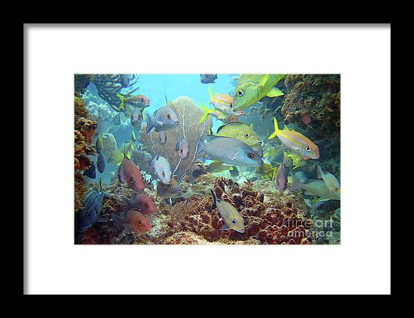 Underwater Framed Print featuring the photograph Molasses Reef by Daryl Duda