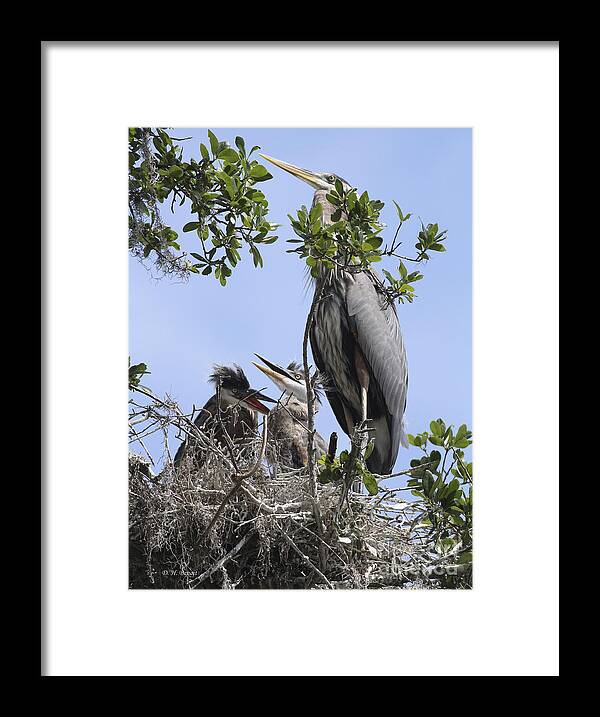 Blue Heron Framed Print featuring the photograph Mom And Babies by Deborah Benoit