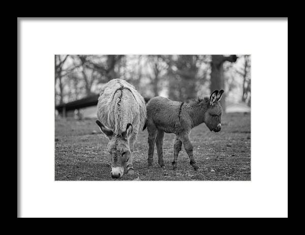Donkeys Framed Print featuring the photograph Mom and Baby by Amber Kresge
