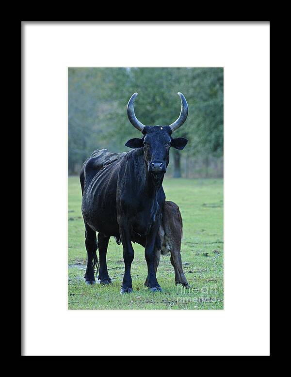Cows Framed Print featuring the photograph Moma and baby by Theresa Cangelosi