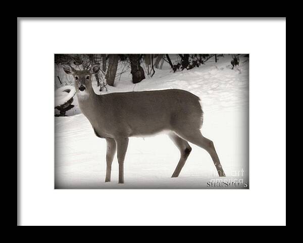 Deer Framed Print featuring the photograph Momma Deer Full Body by Emily Kelley
