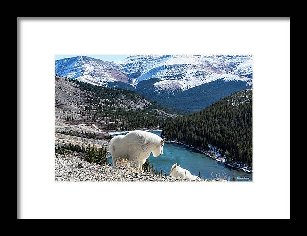 Mountain Goats Framed Print featuring the photograph Momma Goat and Kid Overlooking Blue Lakes by Stephen Johnson
