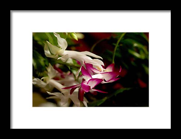 Christmas Cactus Framed Print featuring the photograph Momma's Christmas Cactus by M Three Photos