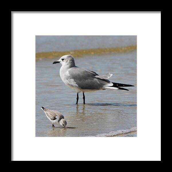 Shore Bird Framed Print featuring the photograph Mommy and Me by Melanie Moraga