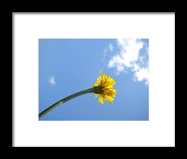 Dandelion Framed Print featuring the photograph Mommy's 1st Flower by Diannah Lynch