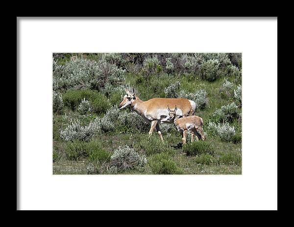 Pronghorn Framed Print featuring the photograph Mom's little one by Ronnie And Frances Howard