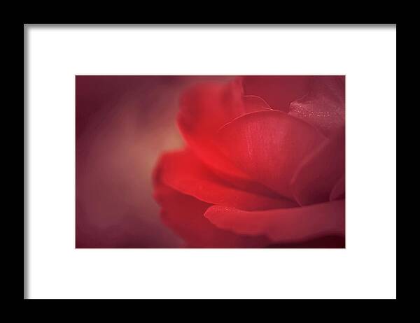 Rose Art Framed Print featuring the photograph Mon Coeur qui Bat by The Art Of Marilyn Ridoutt-Greene