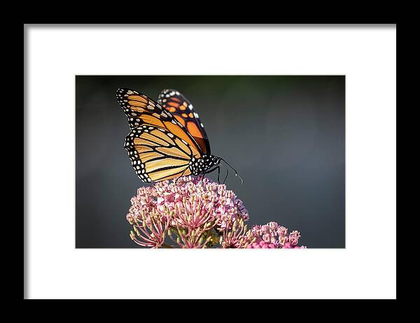 Monarch Butterfly Framed Print featuring the photograph Monarch 2018-6 by Thomas Young
