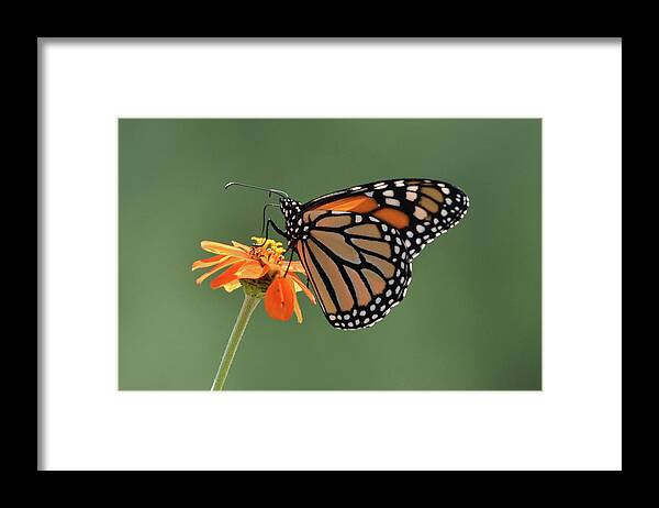 Monarch Framed Print featuring the photograph Monarch by Ben Foster