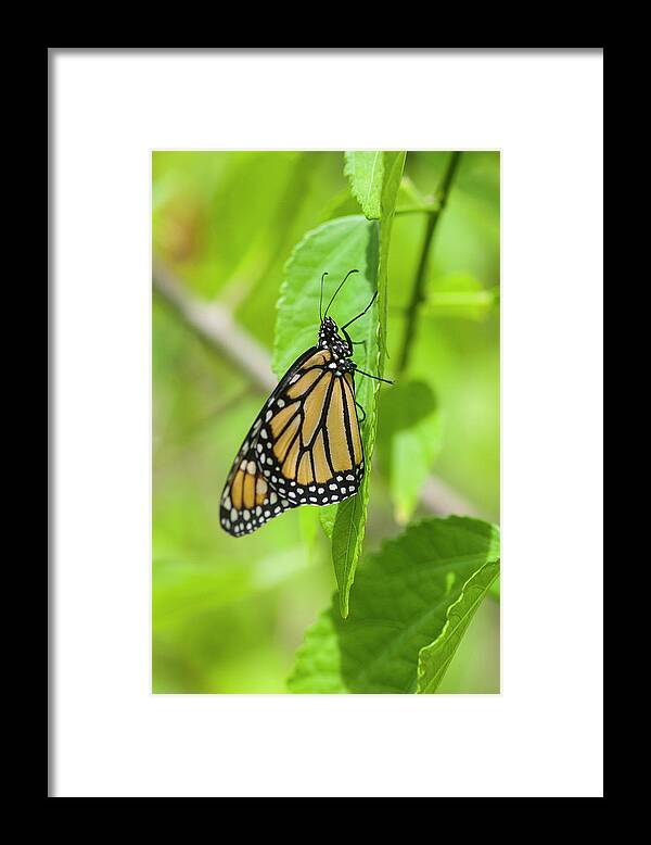 Butterfly Framed Print featuring the photograph Monarch Butterflies by Rich Franco