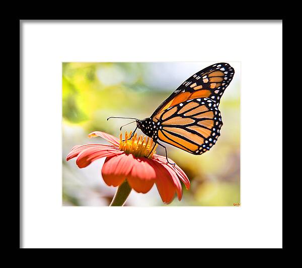 Butterfly Framed Print featuring the photograph Monarch Butterfly by Chris Lord
