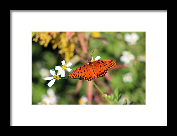 Butterfly Framed Print featuring the photograph Monarch Butterfly Feeding by DB Hayes