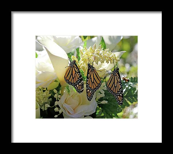 Monarch Butterfly Photo Framed Print featuring the photograph Monarch Butterfly Garden by Luana K Perez