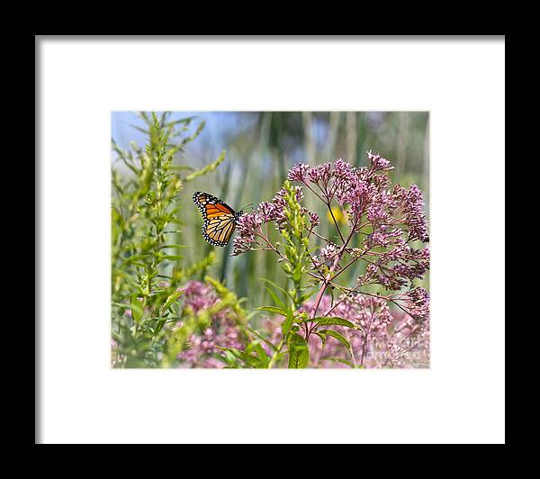 Monarch Butterfly Framed Print featuring the photograph Monarch Butterfly in Joe Pye Weed by Kerri Farley