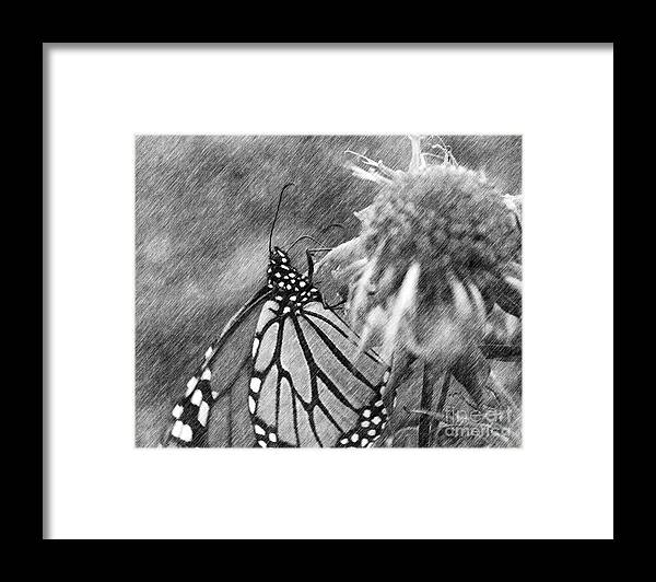 Butterfly Framed Print featuring the digital art Monarch Butterfly In Pencil by Smilin Eyes Treasures