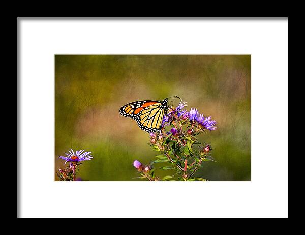 Butterfly Framed Print featuring the photograph Monarch Butterfly in the afternoon sun by James Steele