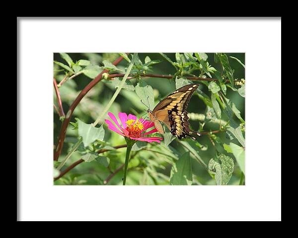 Butterflies Framed Print featuring the photograph Monarch butterfly by Laura Smith