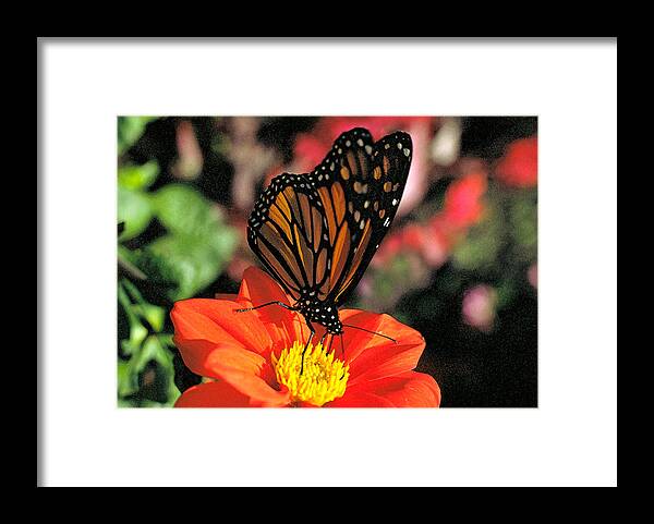 Insect Framed Print featuring the photograph Monarch Butterfly Number Two by Thomas Firak