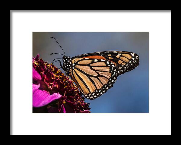 Monarch Framed Print featuring the photograph Monarch Butterfly on Pink Dahlia by Dawn Key