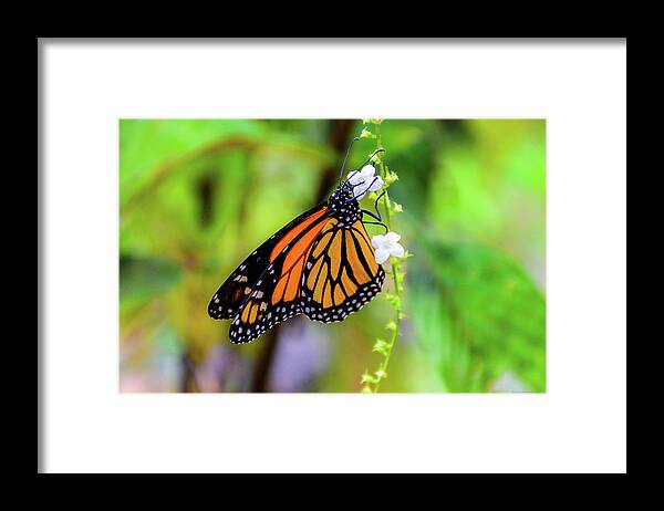 Animal Framed Print featuring the photograph Monarch butterfly on small white flower by Ivan Santiago