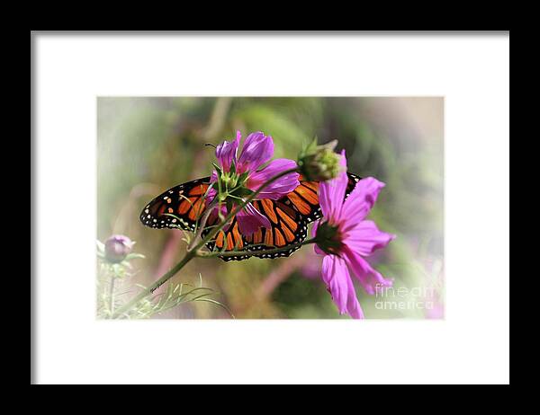 Monarch Butterfly Framed Print featuring the photograph Monarch butterfly on the Pink Cosmos by Yumi Johnson