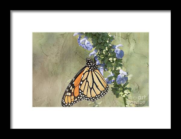 Monarch Framed Print featuring the photograph Monarch Butterfly Textured Background by Nikki Vig