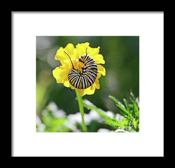 Monarch Caterpillar Photo Framed Print featuring the photograph Monarch Caterpillar in Marigold Portrait by Luana K Perez