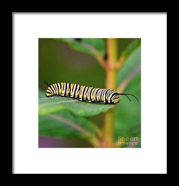 Monarch Framed Print featuring the photograph Monarch Caterpillar on Milkweed by Kerri Farley