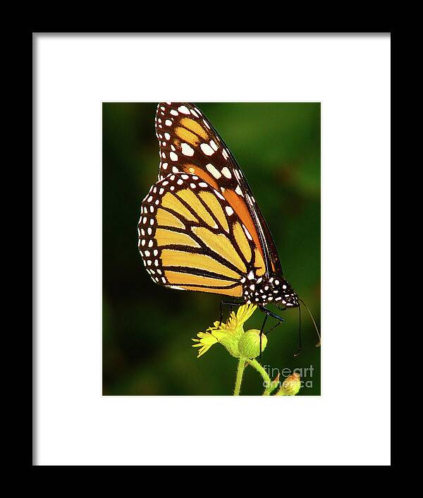 Monarch Framed Print featuring the photograph Monarch Dreams by Laura Brightwood