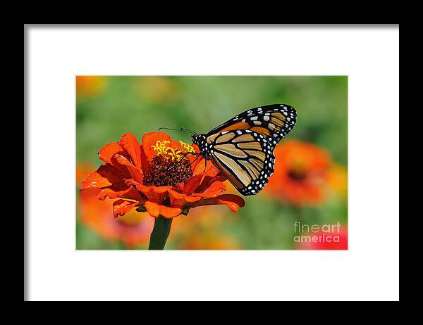 Monarch Framed Print featuring the photograph Monarch Glow by Edward Sobuta