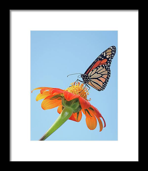 Award Winner Framed Print featuring the photograph Monarch II by Dawn Currie