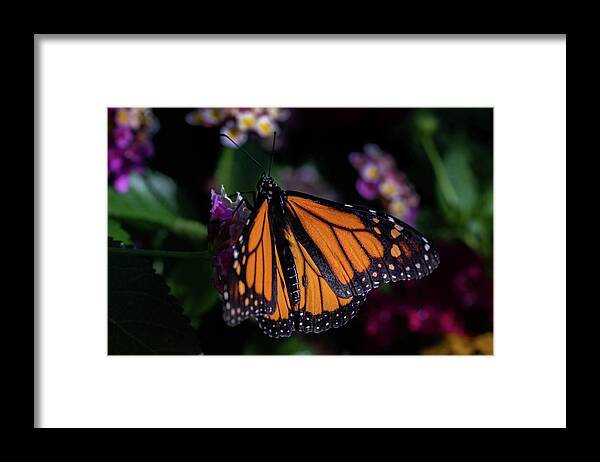 Jay Stockhaus Framed Print featuring the photograph Monarch by Jay Stockhaus