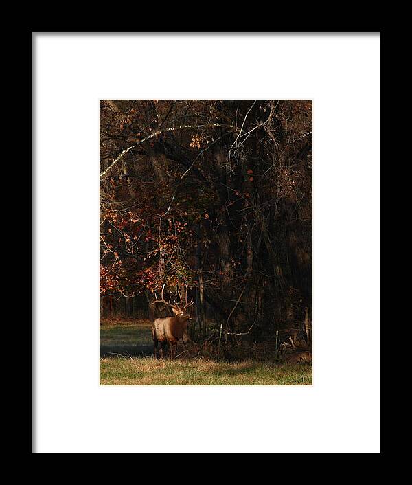 Bull Elk Framed Print featuring the photograph Monarch Joins the Rut by Michael Dougherty