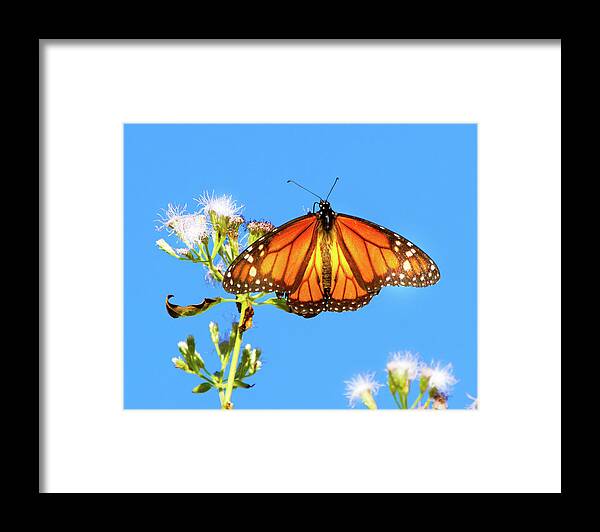 Monarch Framed Print featuring the photograph Monarch by Mark Andrew Thomas