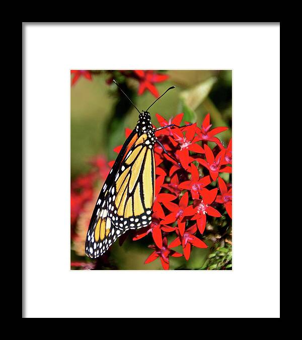 Butterfly Framed Print featuring the photograph Monarch Number Three by Carol Bradley