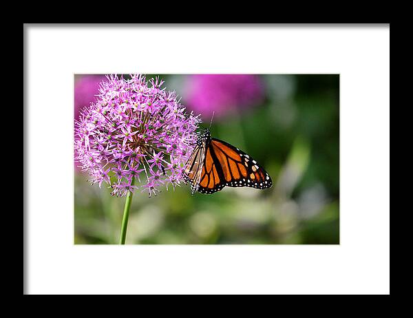 Monarch Framed Print featuring the photograph Monarch on Allium by Brook Burling