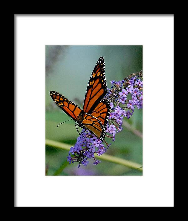 Butterfly Framed Print featuring the photograph Monarch on Butterfly Flower by Neil Doren