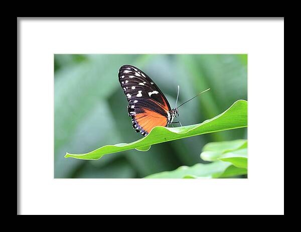Monarch Butterfly Framed Print featuring the photograph Monarch on Green Leaf by Angela Murdock