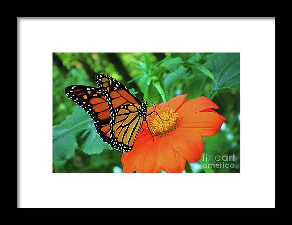 Monarch Framed Print featuring the photograph Monarch on Mexican Sunflower by Nicole Angell