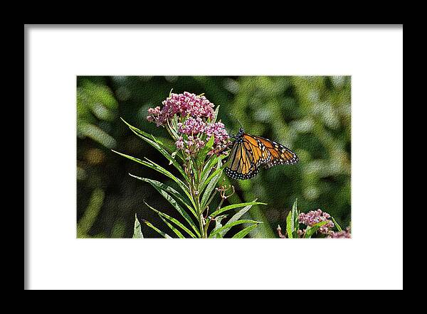 Butterfly Framed Print featuring the photograph Monarch on Milkweed by Sandy Keeton
