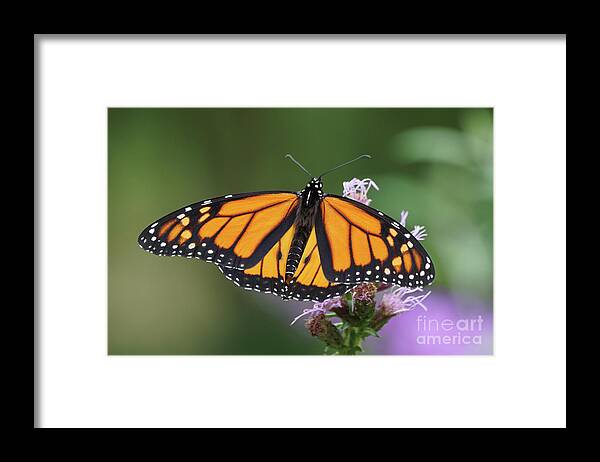 Monarch Butterfly Framed Print featuring the photograph Monarch on Spiked Blazing Star by Robert E Alter Reflections of Infinity