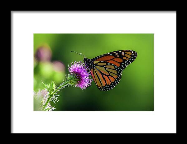 Monarch Butterfly Purple Thistle Flower Green Spring Horizontal Landscape Scenic Framed Print featuring the photograph Monarch on purple Canada Thistle by Peter Herman