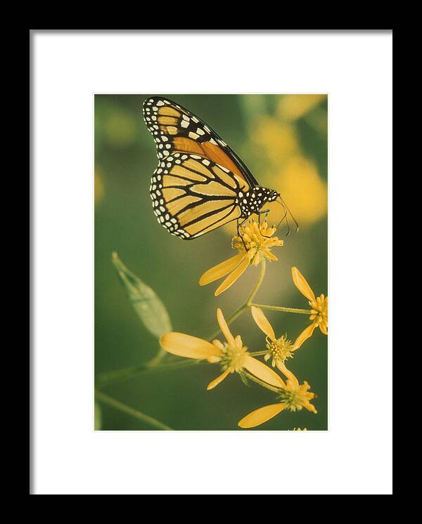 Butterfly; Monarch; Monarch Butterfly; Wings; Insect; Bug; Beauty; Nature; Ecology; Delicate; Delicate; Fragile Framed Print featuring the photograph Monarch on Throne by Gerard Fritz