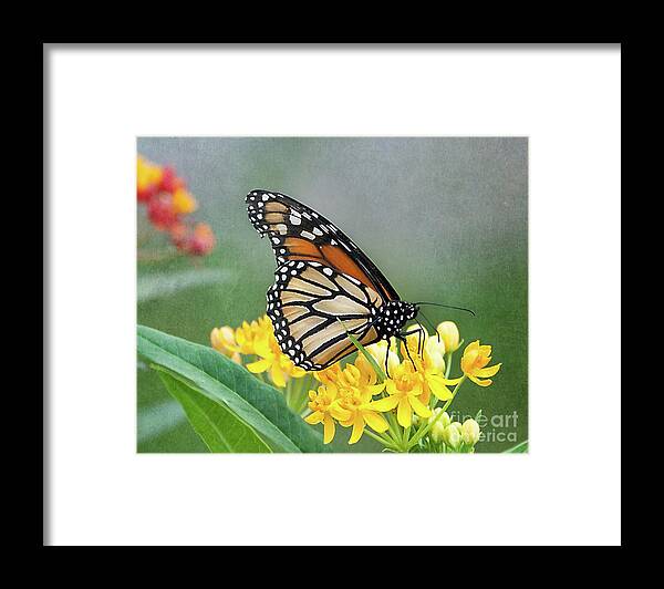 Flower Framed Print featuring the photograph Monarch on Yellow by Ann Jacobson