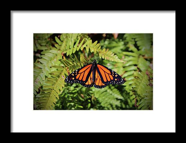 Butterfly Framed Print featuring the photograph Monarch Resting by Cynthia Guinn
